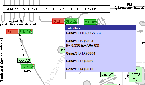 Figure5: : Hovering over the Stx1-4 box shows that this actually represents 5genes; only one of them is correlating withCTNBB1.